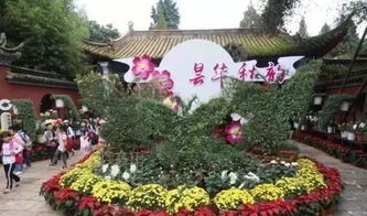 昆明中秋賞菊正當(dāng)時(shí)，曇華寺公園精品科普菊花展盛大開(kāi)幕