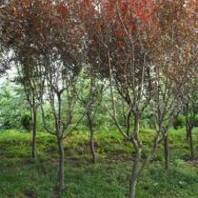 紫葉李 園林綠化彩葉樹小喬木的卓越選擇